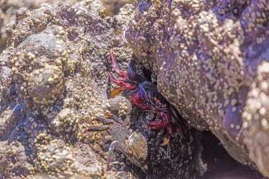 Gündüz vakti kayaların arasına saklanan renkli yengeçleri kapatın.
