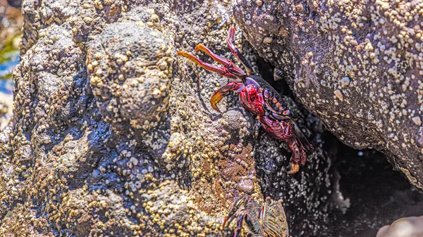 Gündüz Vakti Kayaların Arasına Saklanan Renkli Yengeçleri Kapatın — Stok fotoğraf