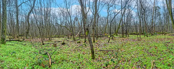 白天将全景影像拍成绿色地面植被的光秃秃的森林 — 图库照片