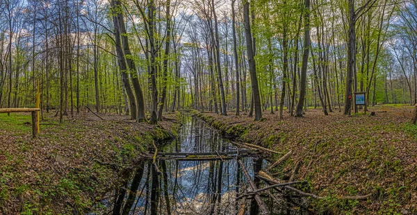 春天里森林沼泽的全景图像 — 图库照片
