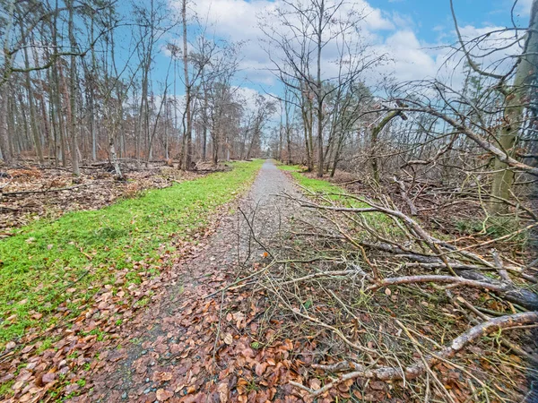 Gündüz Vakti Fırtınadan Sonra Bir Orman Yolunda Düşen Ağacın Resmi — Stok fotoğraf