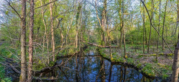 春天里森林沼泽的全景图像 — 图库照片