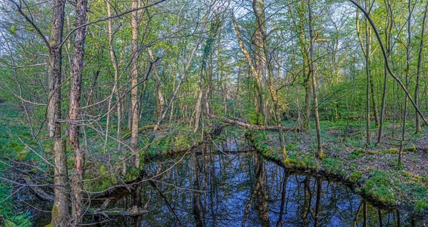 Imagen Panorámica Del Pantano Arbolado Durante Día Primavera —  Fotos de Stock