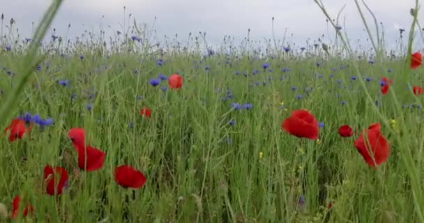 春の日中 ケシやトウモロコシの花が咲く花畑のフィルム — ストック動画