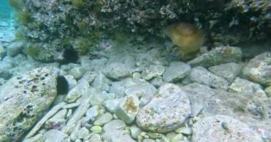 Video of a fried egg jellyfish in the sea near Pula in Istria during the day in summer