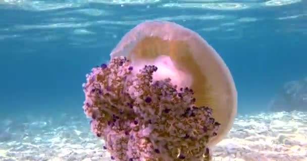 Video Fried Egg Jellyfish Sea Pula Istria Day Summer — Vídeo de stock