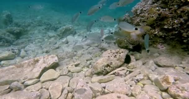 Video Fried Egg Jellyfish Being Attacked Swarm Fishes Daytime — 图库视频影像