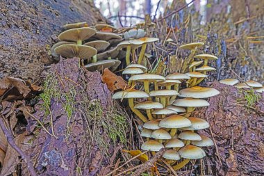 Sonbaharda gün içinde bir ağaç gövdesinde bir grup mantarın resmi