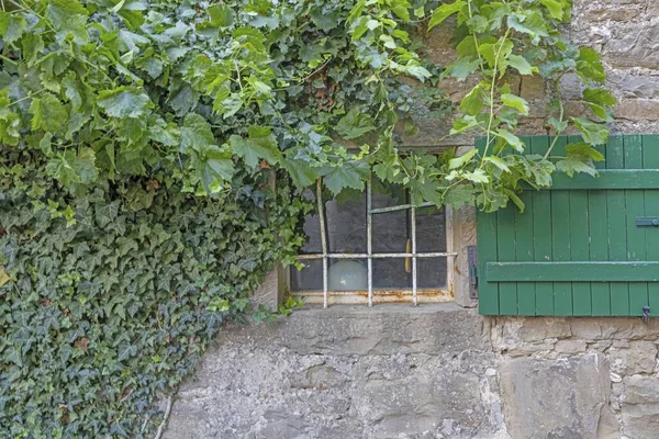 View of a half overgrown window with green shutters in an antique stone house during the day