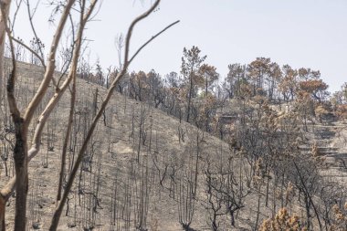 Gündüzleri yanmış ağaç kütükleri olan yanan bir ormanı incele.