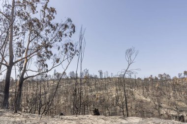 Gündüzleri yanmış ağaç kütükleri olan yanan bir ormanı incele.