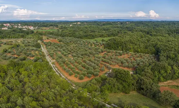 Hırvatistan 'da yaz aylarında büyük bir zeytinliğin insansız hava aracı görüntüsü