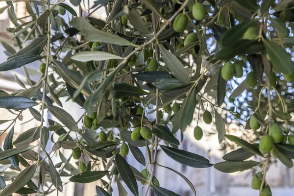 Picture of unripe green olives on an olive tree in Croatia during the day
