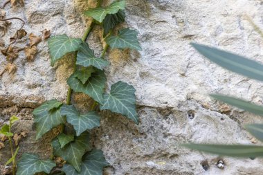 Gün ışığında doğal bir taş duvara tırmanma tesisi resmi.