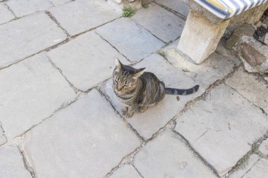 Gün boyunca sokakta otururken kameraya bakan evcil bir kedi görüntüsü