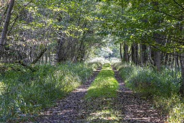 Gün boyunca bir yaz ormanı boyunca bir patika boyunca hayal et.