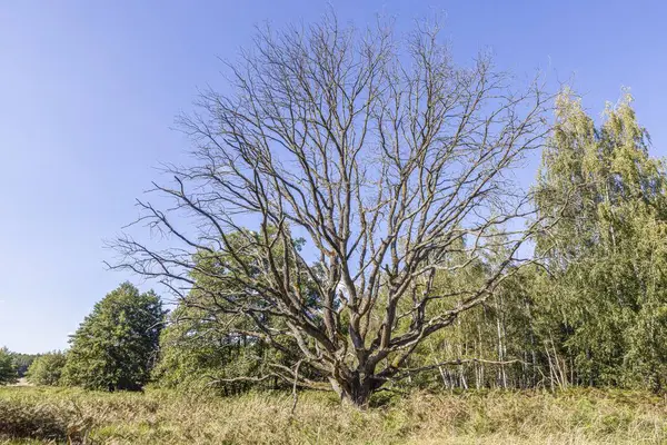 Picture of a large withered tree in a German forest during the day