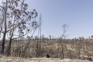 Gündüzleri yanmış ağaç kütükleri olan yanan bir ormanı incele.