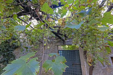 Gün boyunca asmadan sarkan olgun beyaz ve kırmızı üzümlerin görüntüsü