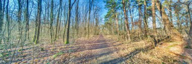 Kış güneşinde ufka doğru bir orman yolu boyunca panoramik resim