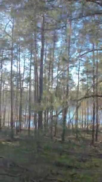 日中のバックライトでスプルースの森での散歩のビデオ — ストック動画