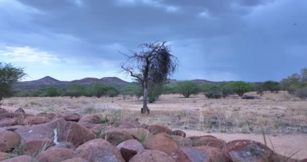 Відео Дамараленд Намібії Під Час Заходу Сонця Влітку — стокове відео
