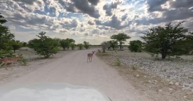 Namibya 'daki Etosha Ulusal Parkı' nda toprak bir yolda sürüşün videosu. Dağınık ağaçlar ve bulutlu bir gökyüzünün altında otlayan yaylar.