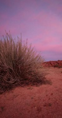 Güney Namibya 'daki sarmaşığın üzerinde renkli bir günbatımı videosu. Yazın gökyüzünde pembe bir renk oyunu.