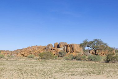 Namibya 'daki Fish River Kanyonu' nda çöl manzarası. Yazın açık mavi gökyüzünün altında akasya ağacı ve kayalık çıkıntılar var.