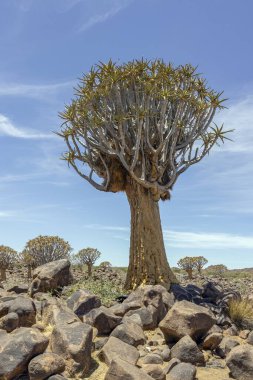 Panoramic picture of a quiver tree in the quiver tree forest near Keetmanshoop in southern Namibia during the day clipart