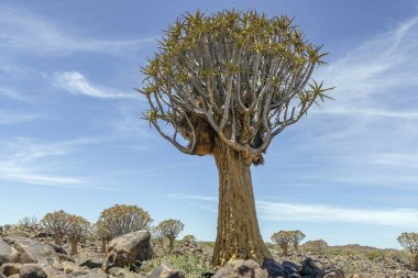 Güney Namibya 'da, Keetmanshoop yakınlarında, ok kılıflı bir ağacın panoramik resmi.