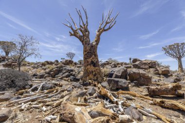 Güney Namibya 'da, Keetmanshoop yakınlarında, ok kılıflı bir ağacın panoramik resmi.