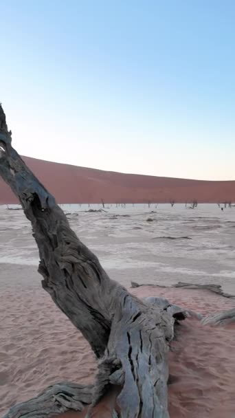 Video Pan Sur Casserole Sel Deathvlei Dans Désert Namib Avec — Video
