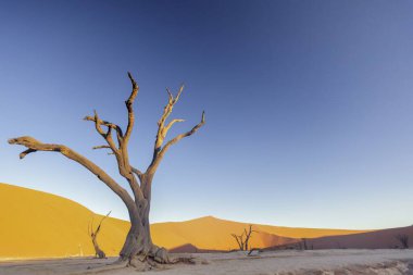 Image of a dead tree in the Deadvlei in the Namib Desert photographed from the ground in the soft evening light without people in summer clipart
