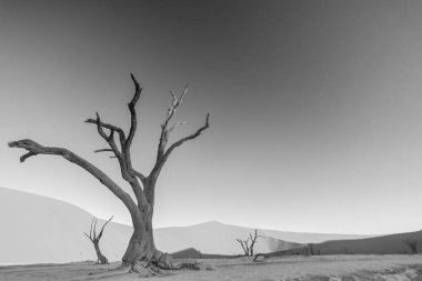 Namib Çölü 'ndeki Deadvlei' deki ölü bir ağacın görüntüsü yaz mevsiminde insanlar olmadan yumuşak bir akşam ışığında yerden fotoğraflandı.