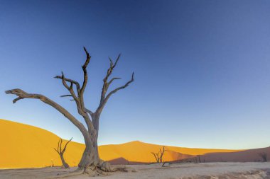 Namib Çölü 'ndeki Deadvlei' deki ölü bir ağacın resmi yaz mevsiminde insanlar olmadan yumuşak bir akşam ışığında yerden fotoğraflandı.