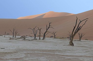Namib Çölü 'ndeki Deadvlei tuz tepsisindeki ölü bir ağacın resmi. Yazın kırmızı kum tepeciklerinin önünde.