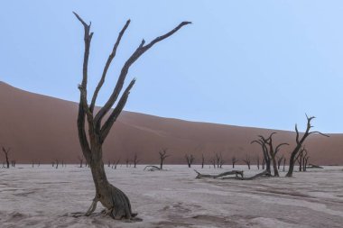 Namib Çölü 'ndeki Deadvlei tuz tepsisindeki ölü bir ağacın resmi. Yazın kırmızı kum tepeciklerinin önünde.
