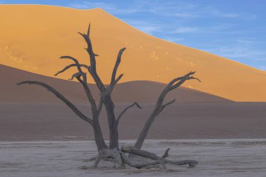 Namib Çölü 'ndeki Deadvlei tuz tepsisindeki ölü bir ağacın resmi. Yazın kırmızı kum tepeciklerinin önünde.