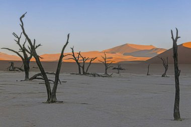 Namib Çölü 'ndeki Deadvlei tuz tepsisindeki ölü bir ağacın resmi. Yazın kırmızı kum tepeciklerinin önünde.