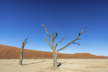 Namib Çölü 'ndeki Deadvlei tuz tepsisindeki ölü bir ağacın resmi. Yazın kırmızı kum tepeciklerinin önünde.