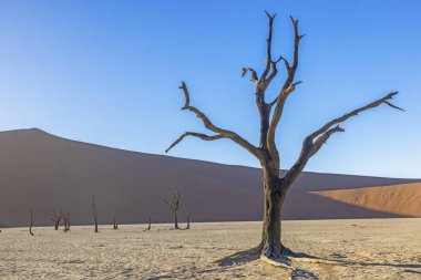 Namib Çölü 'ndeki Deadvlei tuz tepsisindeki ölü bir ağacın resmi. Yazın kırmızı kum tepeciklerinin önünde.