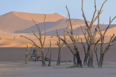 Namib Çölü 'ndeki Deadvlei tuz tepsisindeki ölü bir ağacın resmi. Yazın kırmızı kum tepeciklerinin önünde.