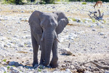 Yazın Namibya 'daki Etosha Milli Parkı' nda bir fil resmi