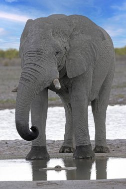 Yazın Namibya 'daki Etosha Ulusal Parkı' ndaki su birikintisinde su içen bir fil resmi.