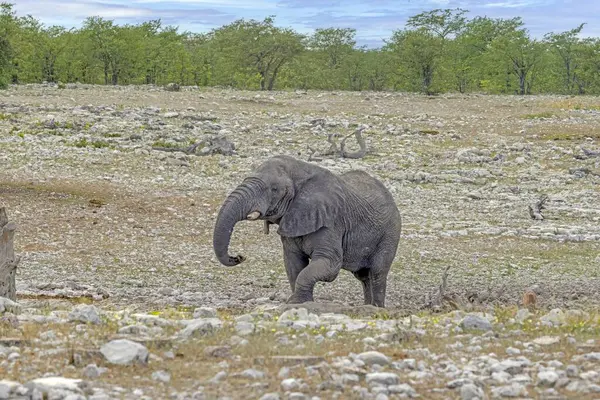 图为夏天的一天 一头大象在纳米比亚的埃托沙国家公园里 — 图库照片