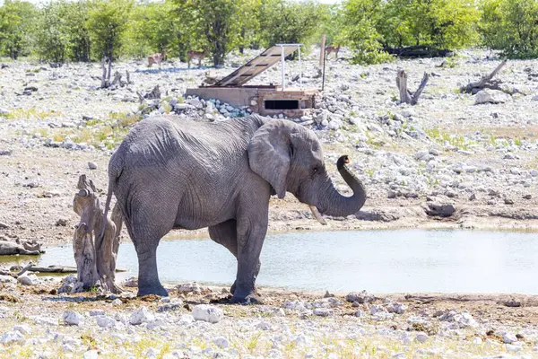 图为夏天在纳米比亚埃托沙国家公园的一个水坑里 一头喝着大象的照片 — 图库照片