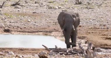 Yazın Namibya 'daki Etosha Ulusal Parkı' nda bir grup filin videosu