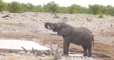 Yazın Namibya 'daki Etosha Ulusal Parkı' nda bir grup filin videosu