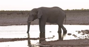 Yazın Namibya 'daki Etosha Ulusal Parkı' nda bir grup filin videosu
